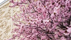Spring tmcb ps_0.jpg